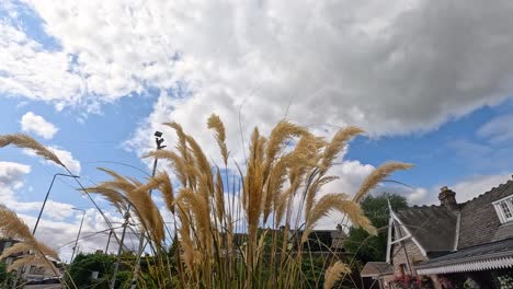 pampas grass moving under a cloudy sky