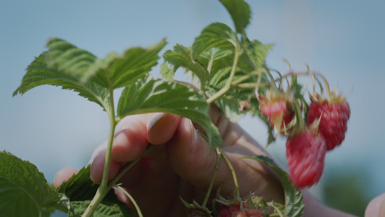 The farmer's hand is plucking a raspberry. Close-up