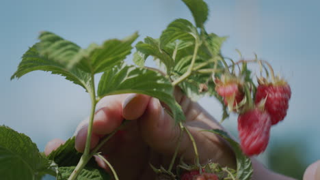 the farmer's hand is plucking a raspberry. close-up