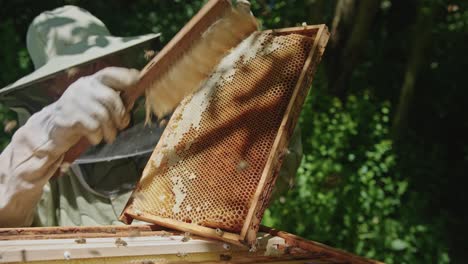 beekeeper brushing and inspecting brood frame full of honey bees at apiary