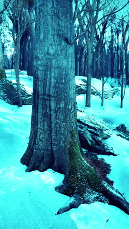 snow-covered forest