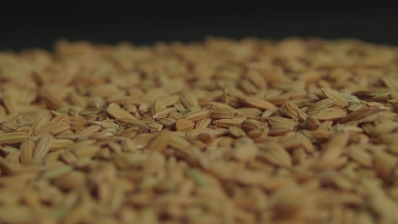 Brown Paddy Rice Moving Slowly. Important Asian Products On Export