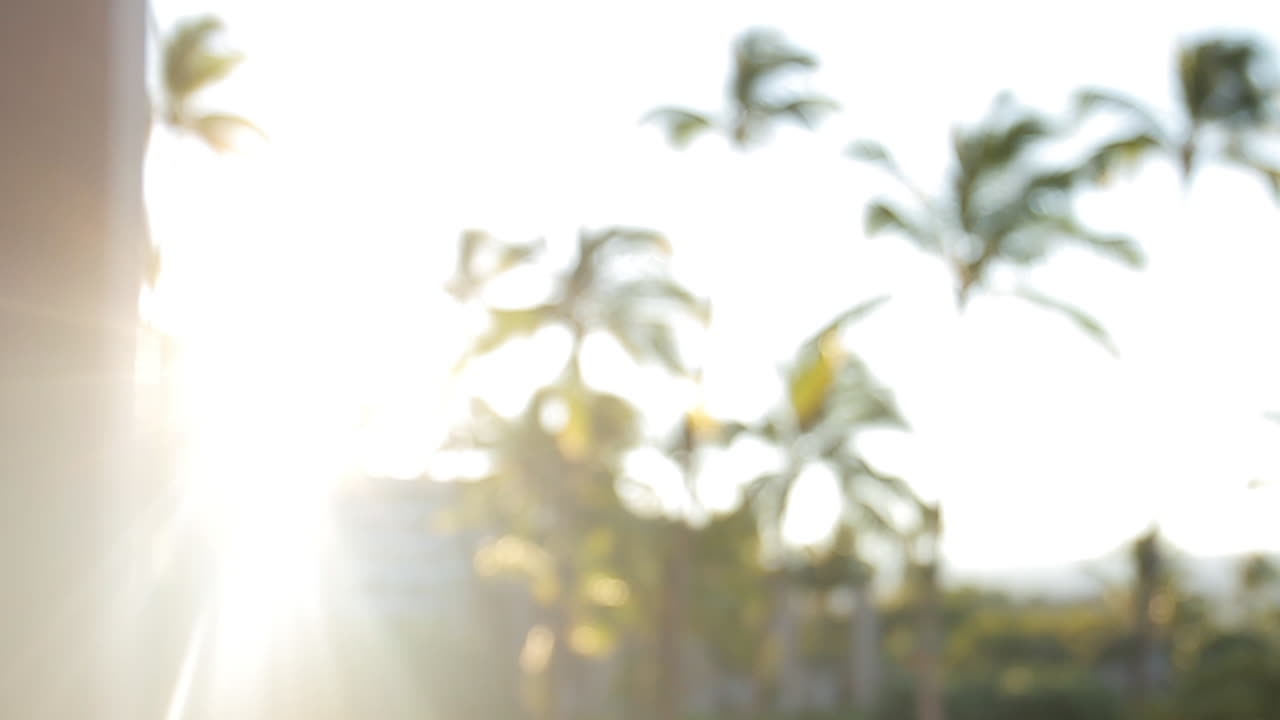 하와이의 야자수 뒤에 아침 일출이 빛난다