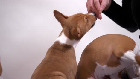 Propietaria-De-Basenji-Mascota-El-Perro-Mano-Tiro-Completo-Cámara-Lenta