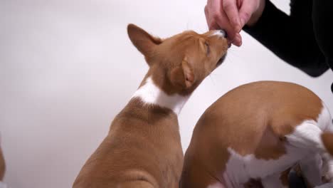 la dueña de basenji, la mascota del perro, la mano, la toma completa, la cámara lenta.