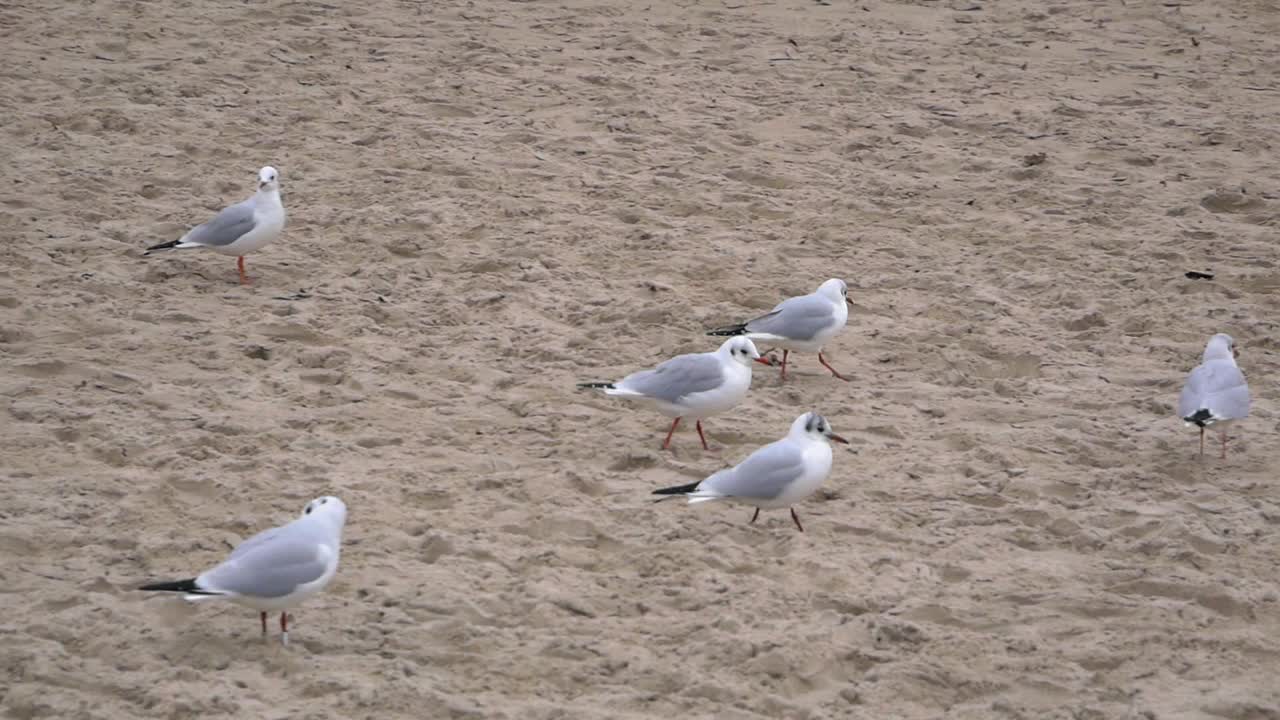 Group of Seagulls on sandy beach