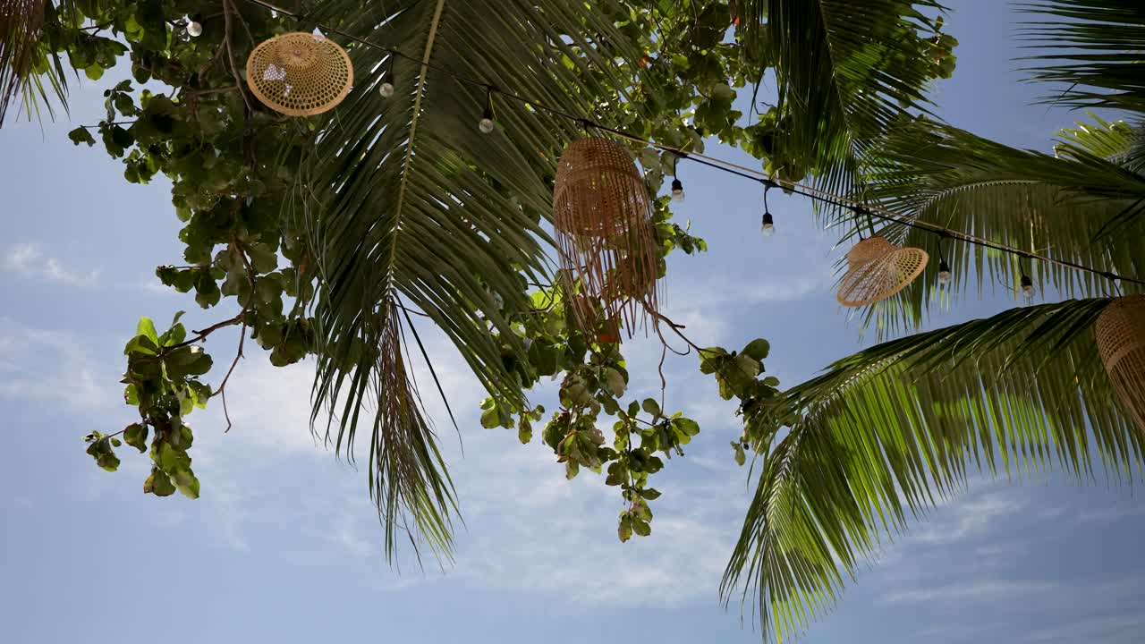 은 파란 하늘 아래 울창한 열대 잎을 바라보며