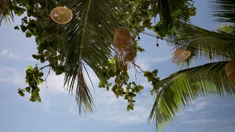 mirando las exuberantes hojas de palma tropical bajo un cielo azul claro