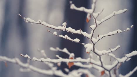 La-Primera-Nieve-En-La-Rama-Delgada-Y-Delicada