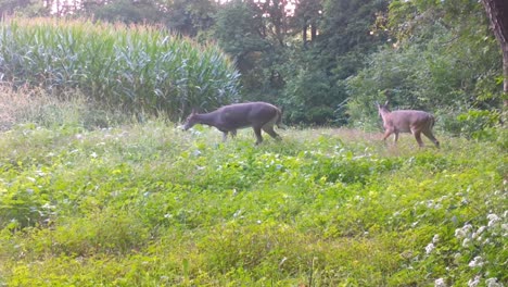 Three-whitetail-deer-cautiously-exit-the-cover-of-the-woods-across-a-food-plot-in-late-summer-in-the-Upper-Midwest