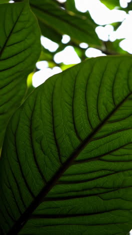 close-up of green plant leaves