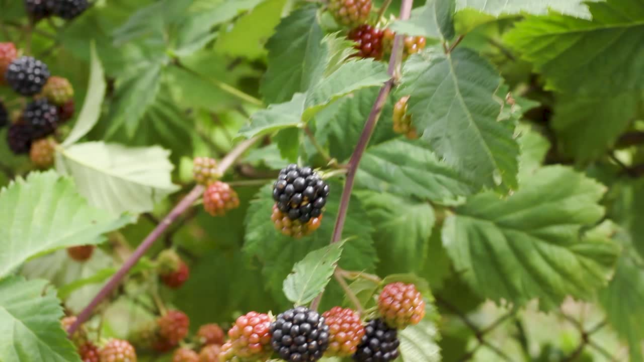 moras maduras e inmaduras en ramas agitando en el viento fuerte, estática