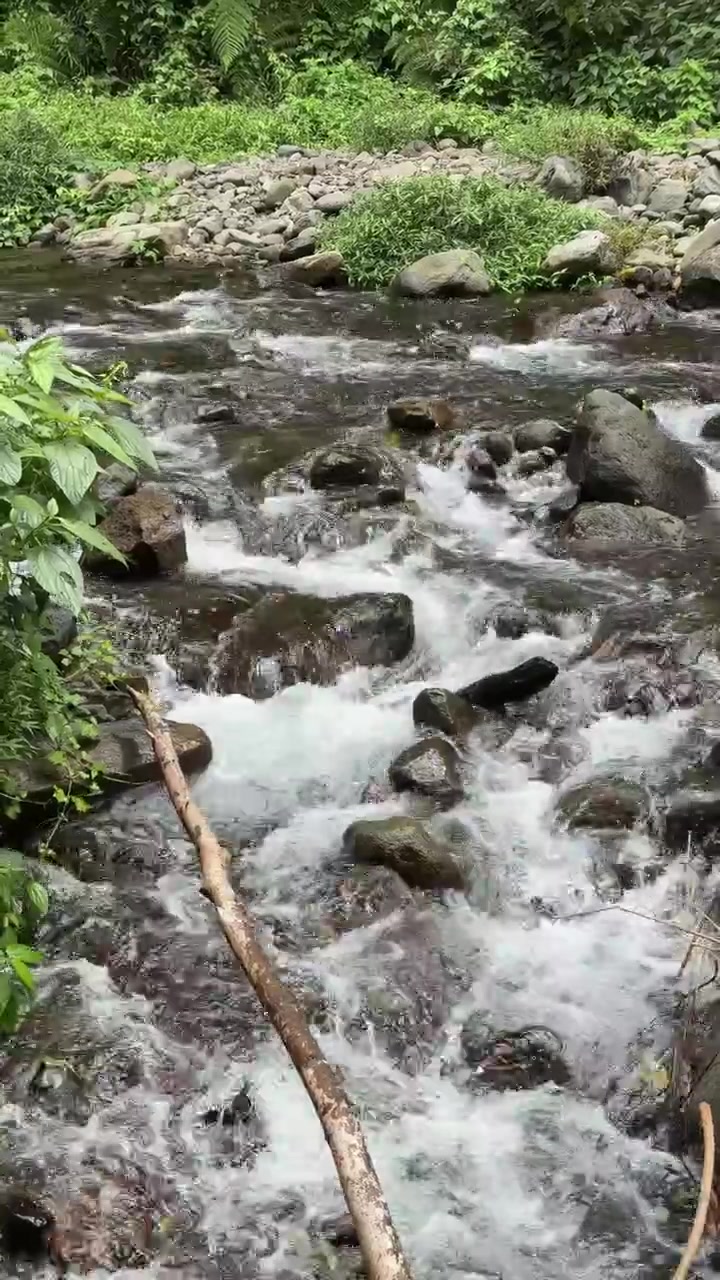 Aliran Sungai Gunung Jernih Mengalir di Atas Bebatuan di Hutan Lebat