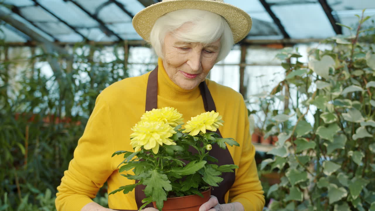 Senior Woman Admiring Chrysanthemum Flowers in Greenhouse