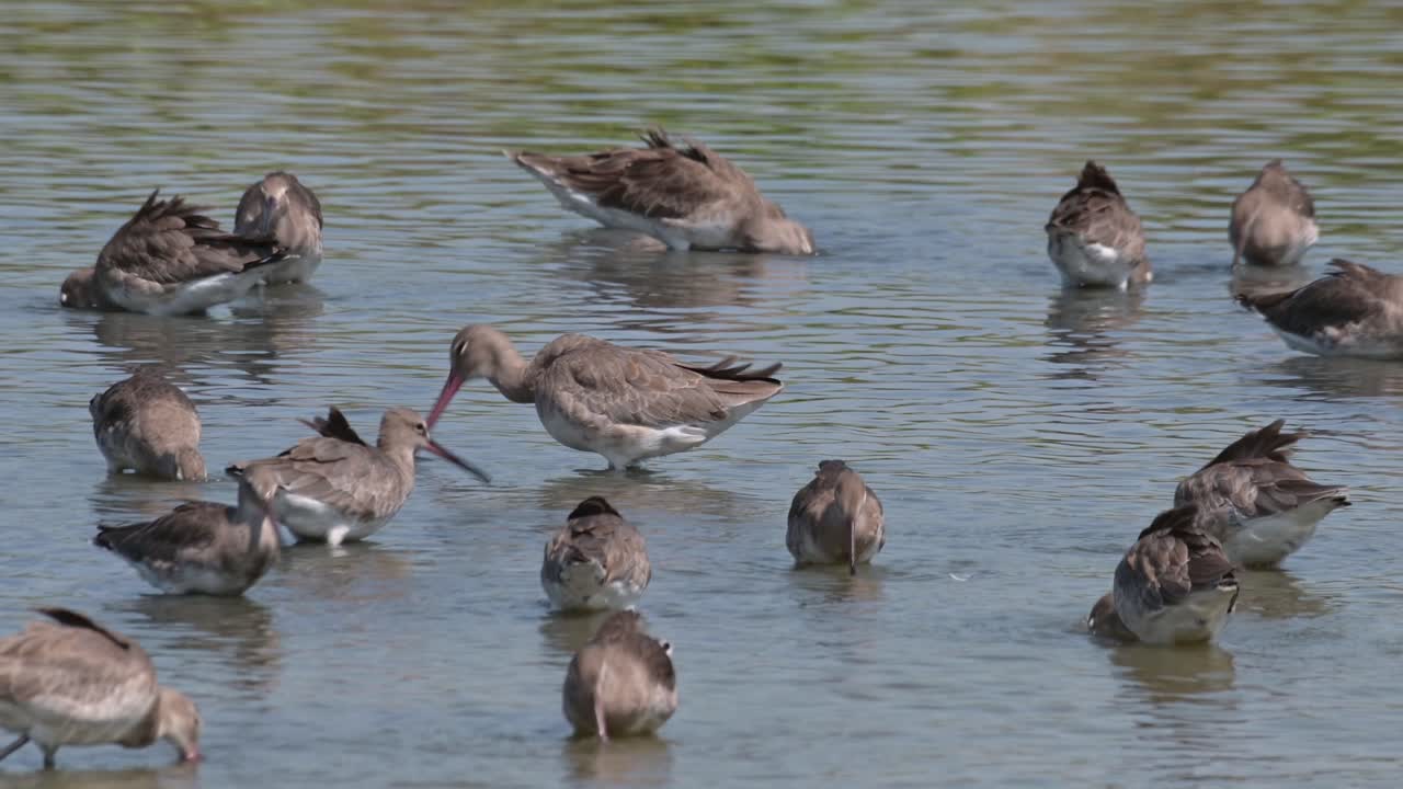 카메라가 으로 들어오면서 물속에서 먹이를 먹고 있는 흑리 고드위트 (black-tailed godwit) 리모사 (limosa limosa)
