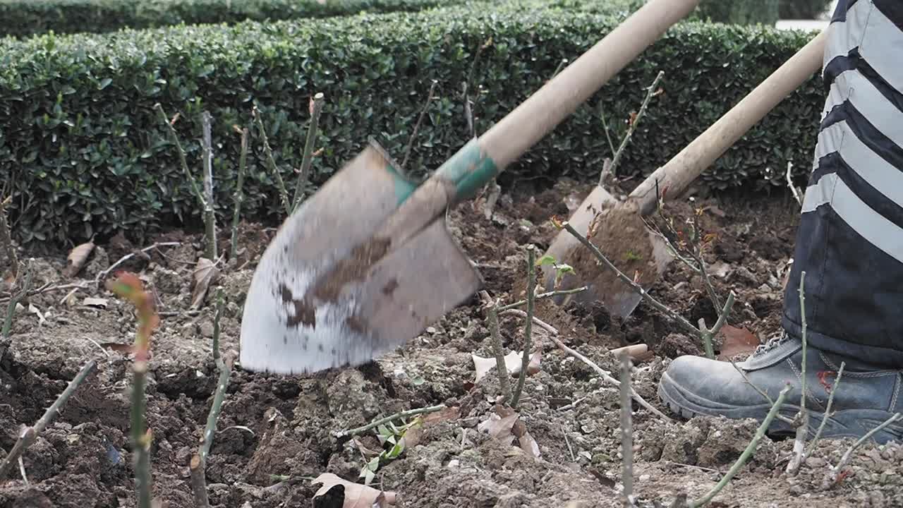 Planting or transplanting rose bushes