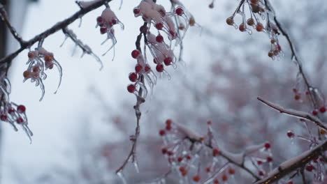 close-up of snow-frosted tree branches with red berries and icicles hanging, blurred background with hints of structural outlines creating a serene, cold winter atmosphere under soft natural light