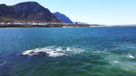 southern right whale bulls maneuver and compete actively to copulate with single female in coastal waters of hermanus, south africa