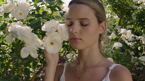 beautiful woman smelling roses in blossoming rose garden enjoying natural scent