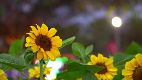 video 4k hermosos girasoles amarillos por la noche con luces en el fondo.