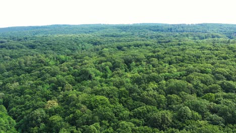 flying over the green crowns of trees