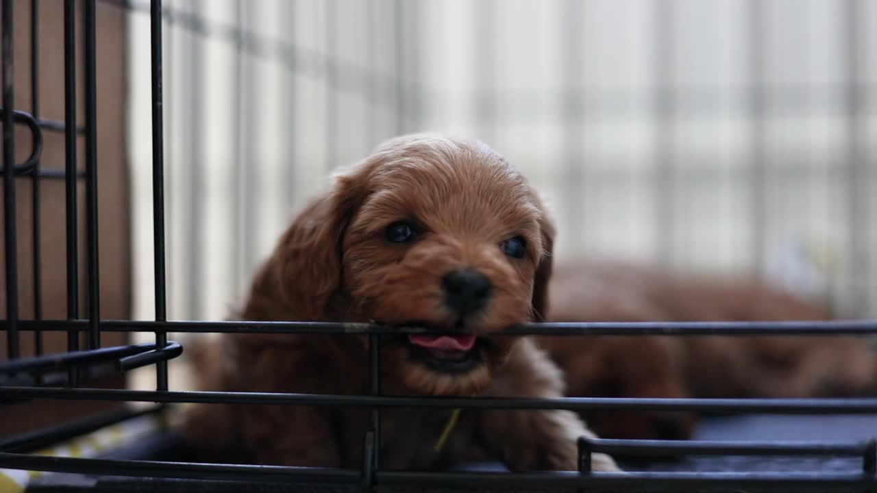 사랑스러운 귀여운 아기 강아지 goldendoodle 개가 사육장 케이지를 물고 있는 클로즈업