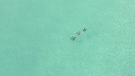 Große-Luftaufnahme-Von-Drei-Gefleckten-Adlerrochen,-Die-Im-Flachen,-Klaren-Meer-Schwimmen