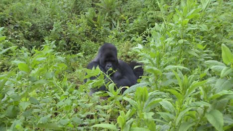 un zoom lento en un gorila de montaña en la vegetación de la selva tropical ruandesa