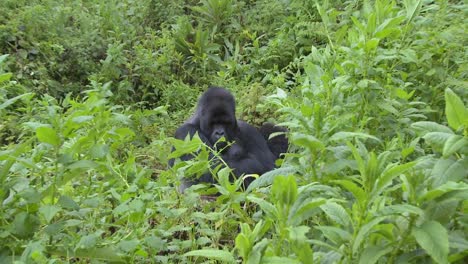 a slow zoom into a mountain gorilla in the greenery of the rwandan rainforest