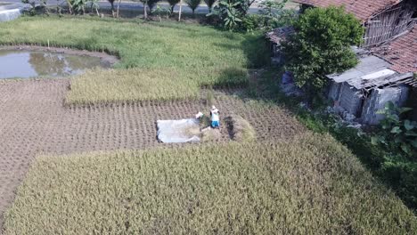 rice harvesting in a southeast asian paddy field