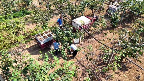 kiwi fruit harvest: farm workers picking kiwifruit in orchard