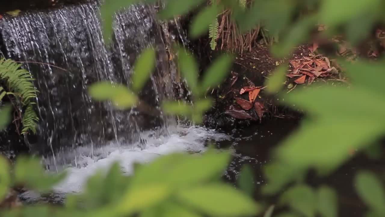 A panning shot from behind leaves showing waterfall.