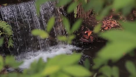 a panning shot from behind leaves showing waterfall.