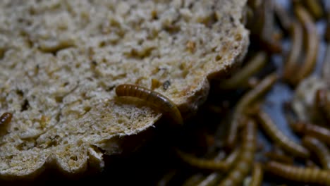 the mealworm is a species of darkling beetle used to feed pets like fish, snakes, birds, and frogs