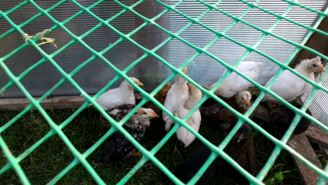 색과 회색의 새끼들이 을 걸어다니고 있습니다. 망으로 만든 작은 사냥입니다.