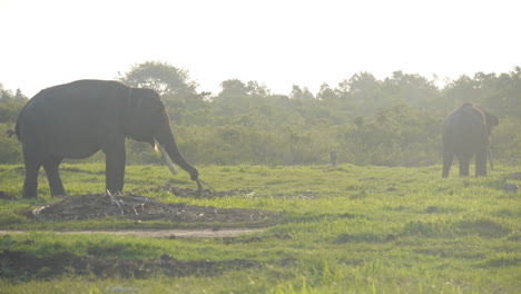 Elefantes-Domesticados-De-Sumatra-En-Peligro-De-Extinción-Pastando-Y-Comiendo-A-La-Hora-Mágica,-Pájaro-Vuela-En-El-Marco,-Cámara-Lenta