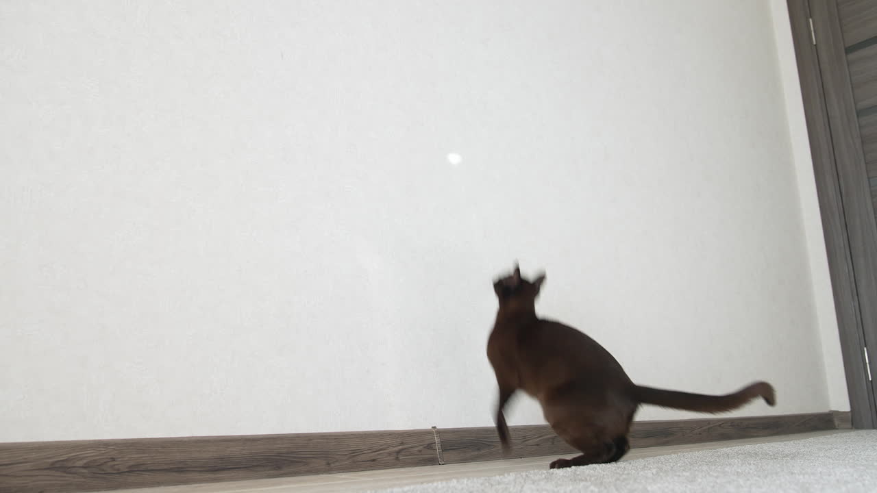 Cat playing with sunlight. Brown cat playing with reflection of the sun at home. Funny cat is jumping and hunting at home. Brown burmese cat