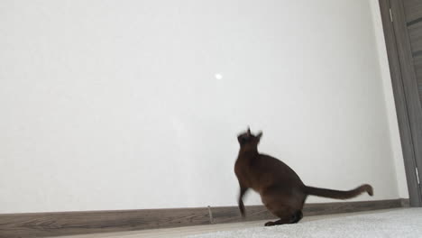 cat playing with sunlight. brown cat playing with reflection of the sun at home. funny cat is jumping and hunting at home. brown burmese cat