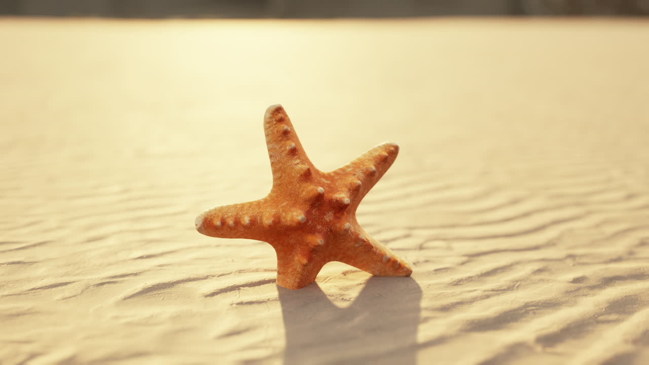 starfish on the sity beach