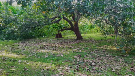 static rural scene of tree with termite mound nearby