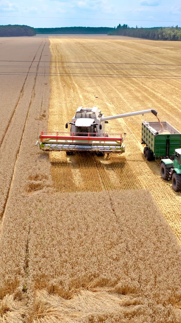 Agriculture machinery working on field in summer. Combine harvester pouring ripe grains into tractor trailer. Harvesting season. Vertical video