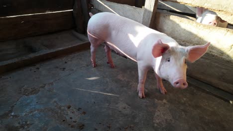 healthy white pig standing in a rural farm pen, livestock farming
