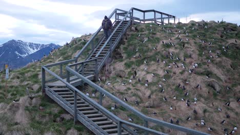 un anciano caminando por las escaleras entre papagaios en islandia durante unas vacaciones