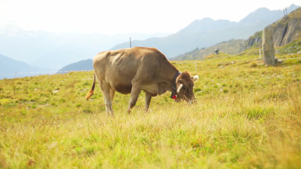Brown cow grazing fresh green grass in the swiss countryside of the alps, scenic mountain landscape background