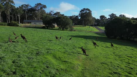 Eine-Horde-Kängurus-Springt-über-Eine-Wiese-Im-Westen-Australiens