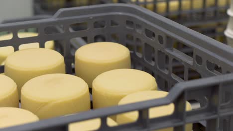 cheese arranged in boxes at cheese factory warehouse.