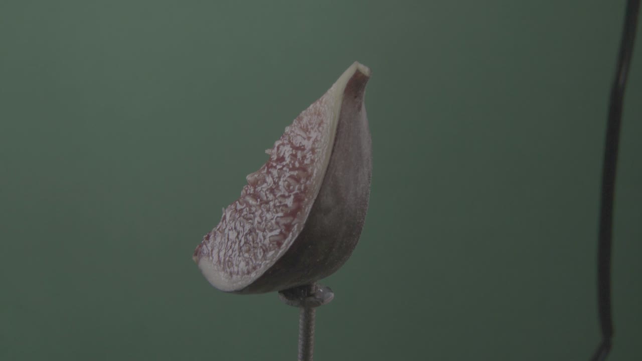 higo girando con bucle en pantalla verde para la tecla de croma