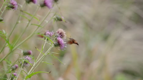 cardo que crece en el parque con dos colibríes hawkmoth recolectando polen y néctar de la flor