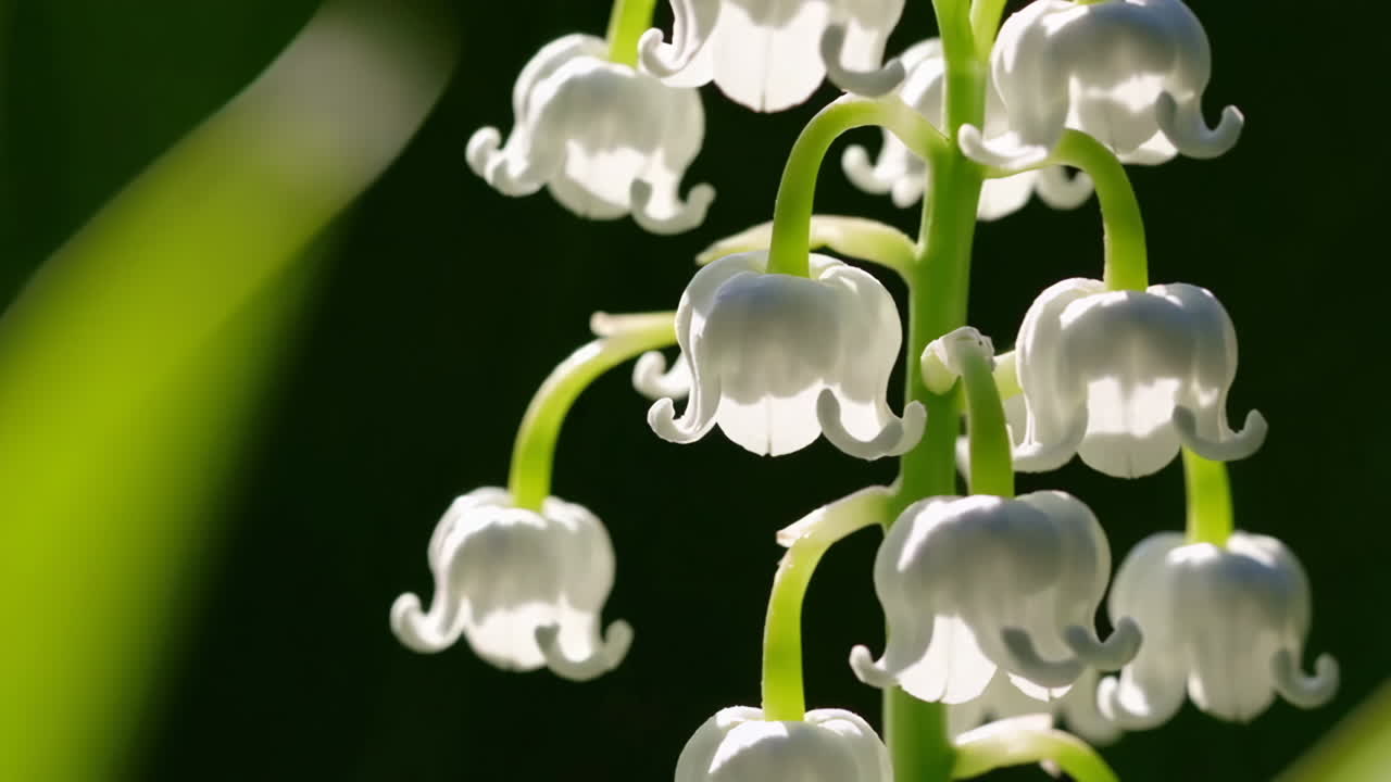 Close-up of Lily of the Valley Flowers