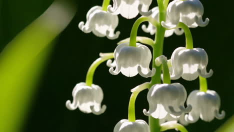 close-up of lily of the valley flowers